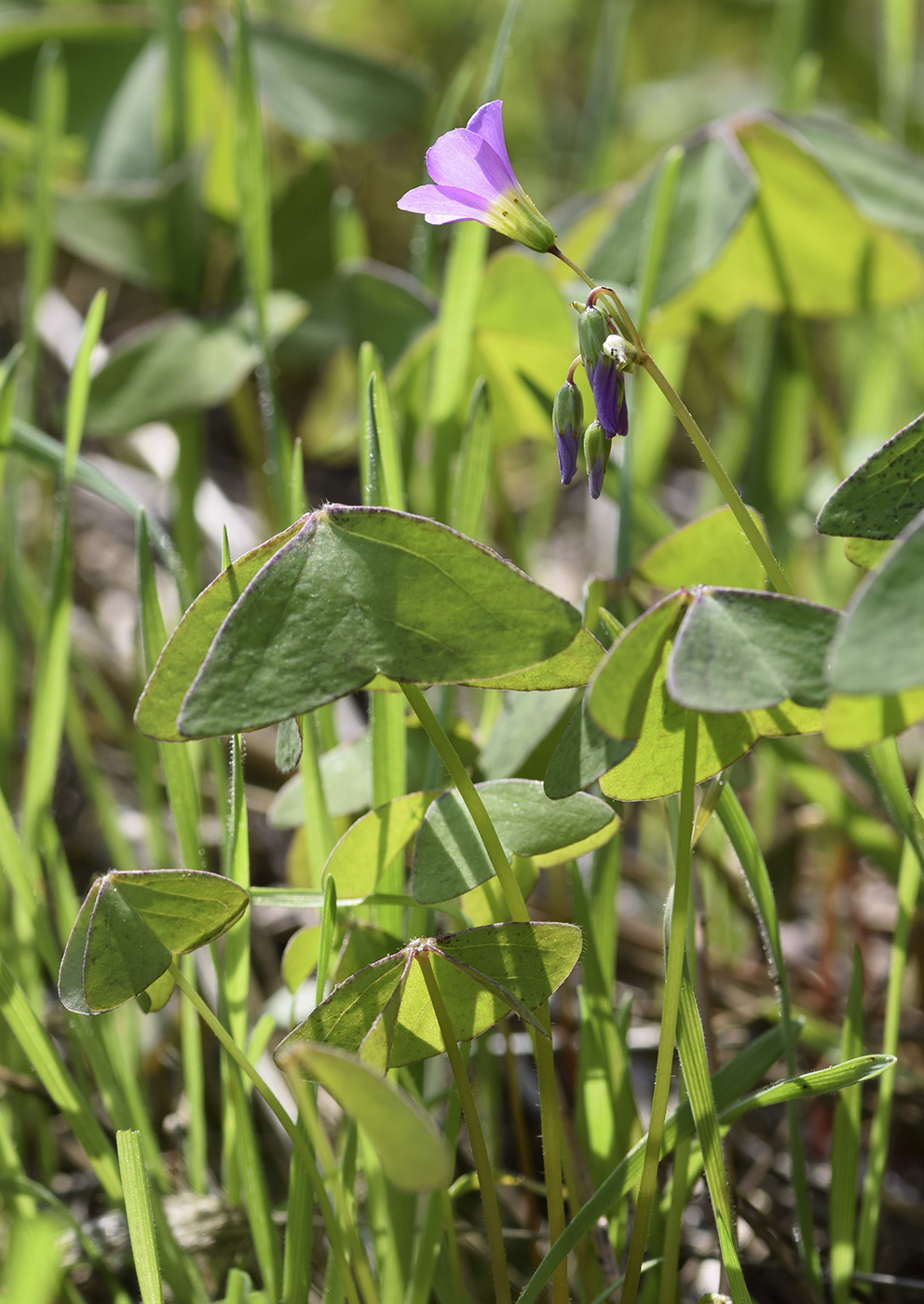 Image of Oxalis latifolia specimen.