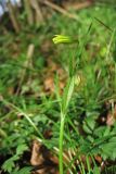 Gagea spathacea. Расцветающее растение. Нидерланды, провинция Drenthe, деревня Roden, парк на территории поместья (мызы). 2 апреля 2011 г.