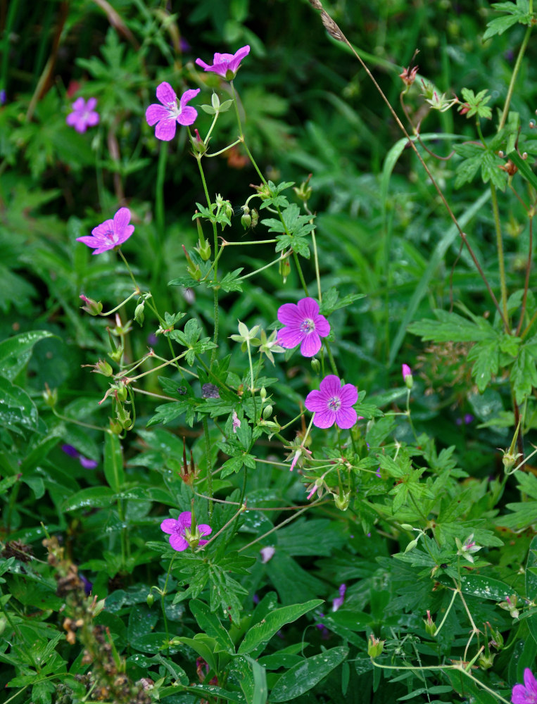 Изображение особи Geranium palustre.