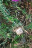 Carduus acanthoides × C. thoermeri