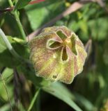 Melandrium latifolium