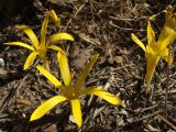 Sternbergia colchiciflora