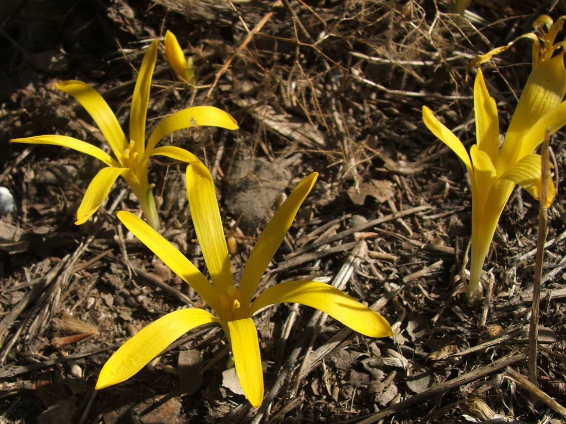 Image of Sternbergia colchiciflora specimen.
