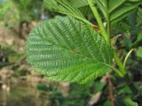 Alnus barbata