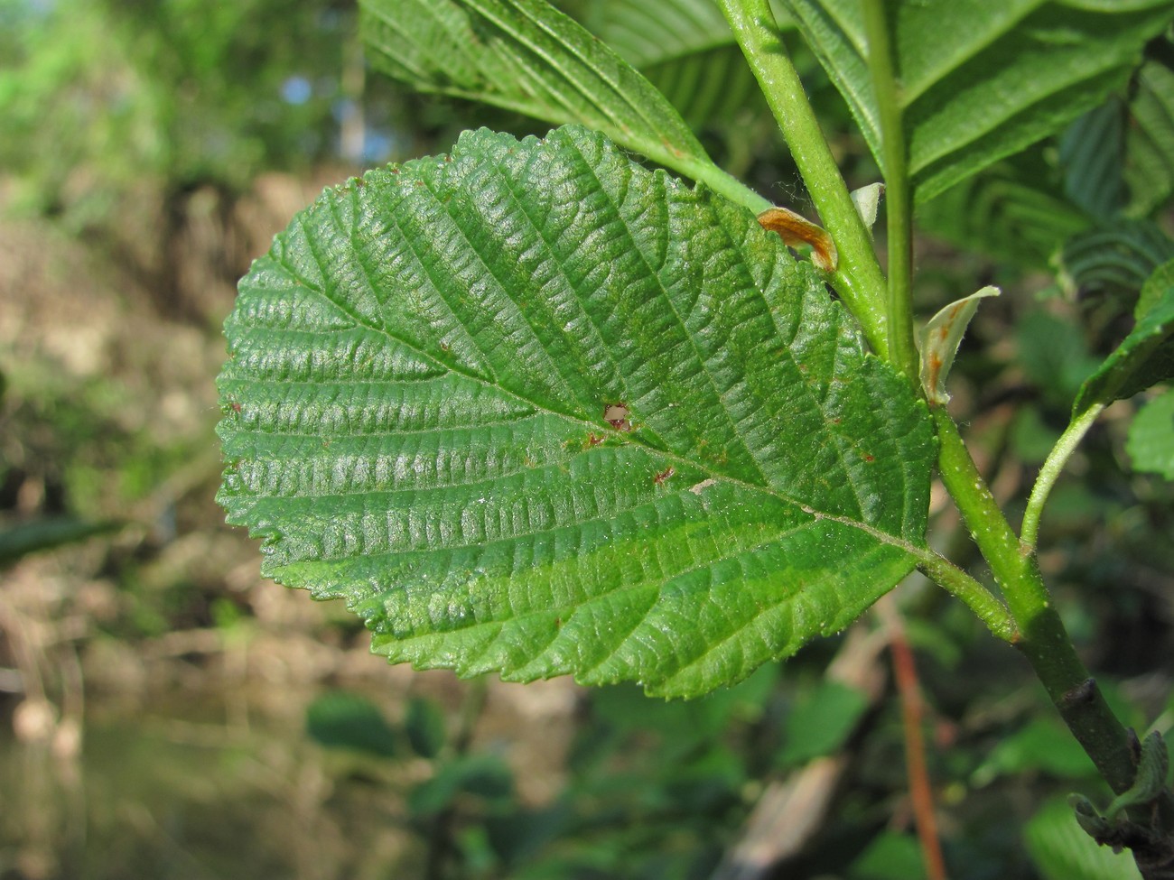 Image of Alnus barbata specimen.