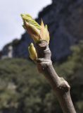 Ficus carica. Верхушка побега с раскрывающейся почкой. Испания, Каталония, пров. Жирона, комарка Ла-Гарроча, муниципалитет Салес-де-Льерка, скальный берег реки. 21.03.2021.
