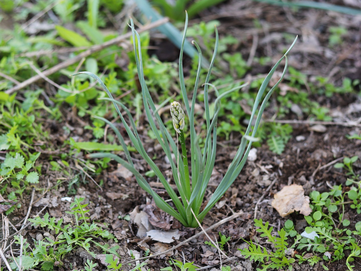 Image of Eremurus kopetdaghensis specimen.