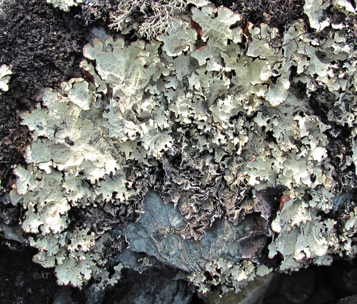 Image of Asahinea chrysantha specimen.