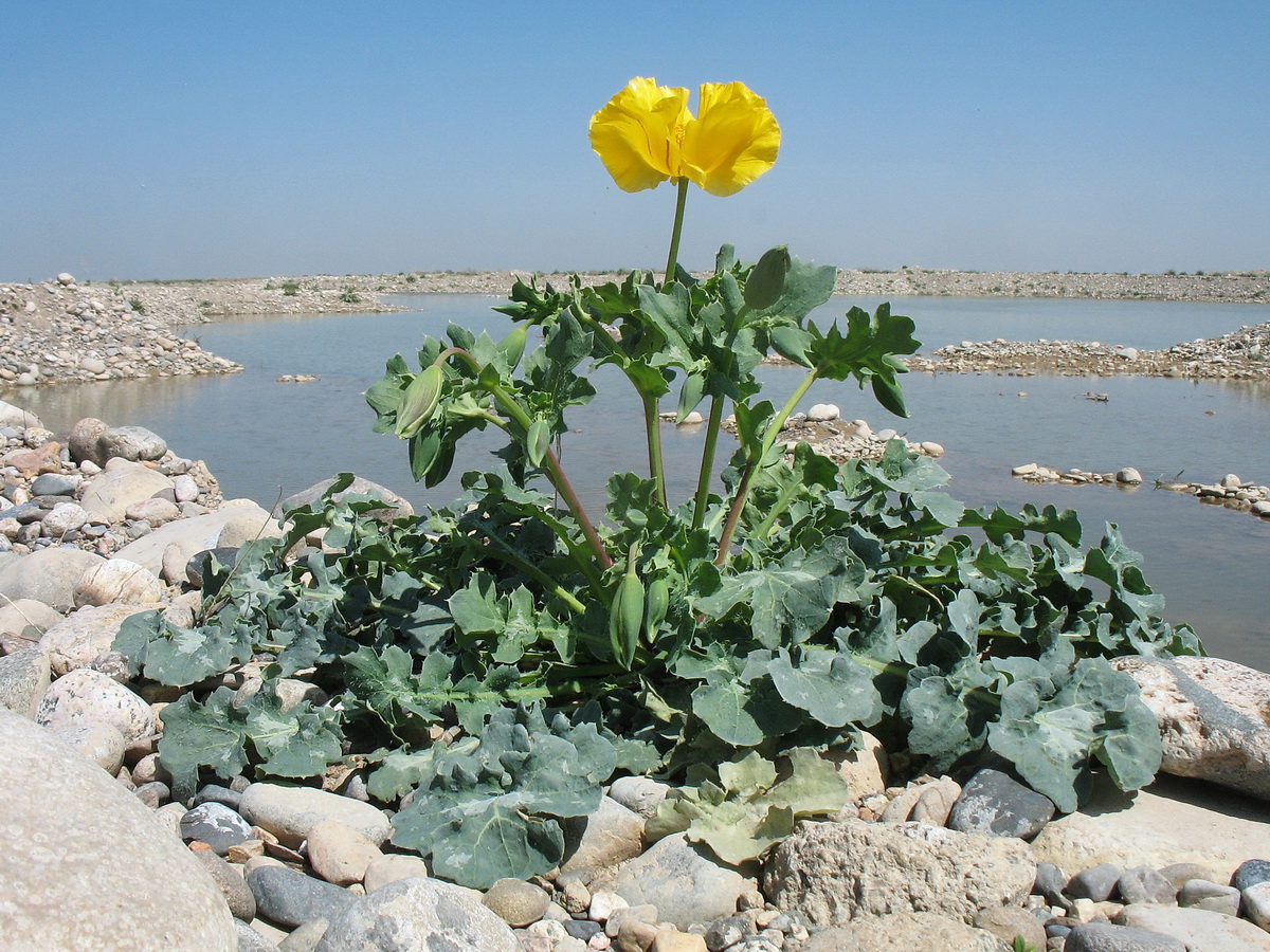 Image of Glaucium fimbrilligerum specimen.