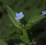 Omphalodes scorpioides