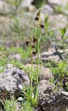 Ophrys mammosa. Цветущие растения. Крым, окр. с. Зеленогорье, ущ. р. Пананьян-Узень, пойма ручья, луг на берегу. 15 мая 2021 г.