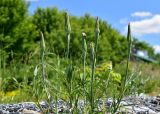 Tragopogon dubius