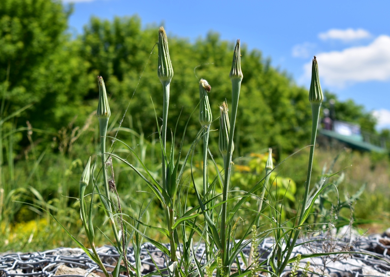 Image of Tragopogon dubius specimen.