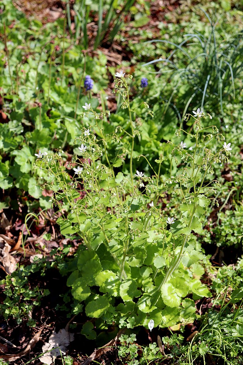 Image of Saxifraga rotundifolia specimen.