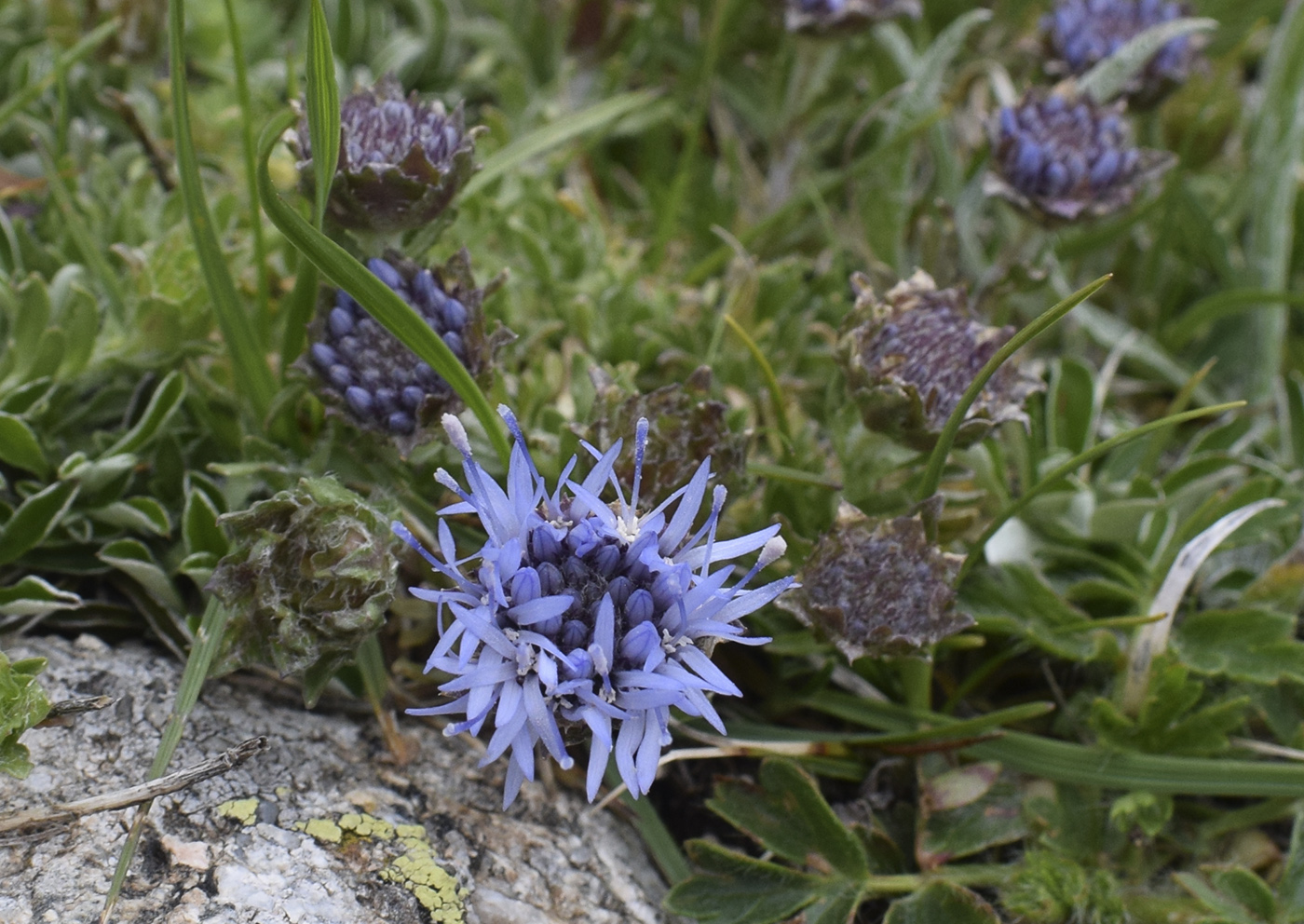 Image of Jasione crispa specimen.