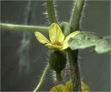 Image of taxon representative. Author is Виталий Гуменюк