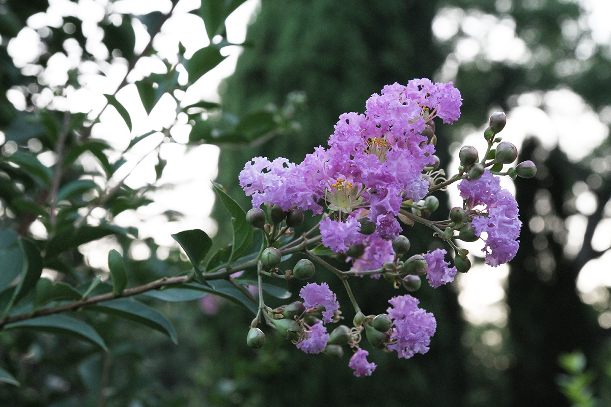 Изображение особи Lagerstroemia indica.