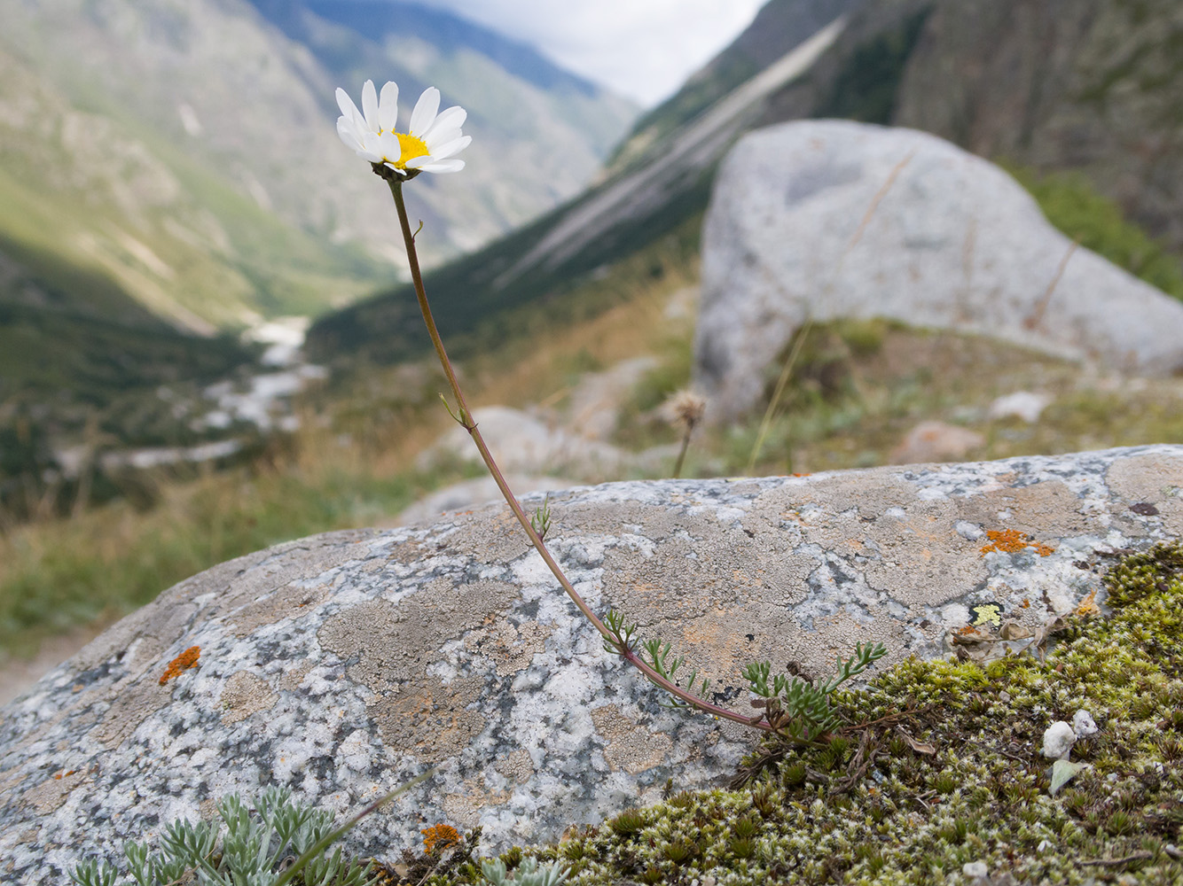 Изображение особи Tripleurospermum caucasicum.