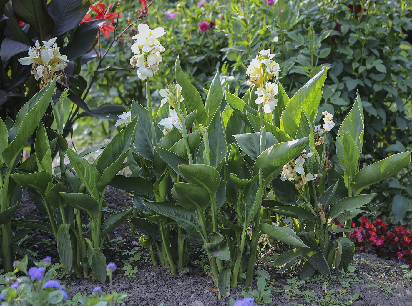 Image of Canna &times; generalis specimen.