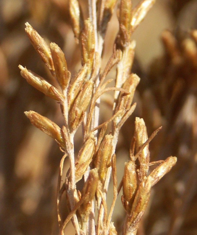 Изображение особи Artemisia pauciflora.