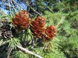 Larix sukaczewii