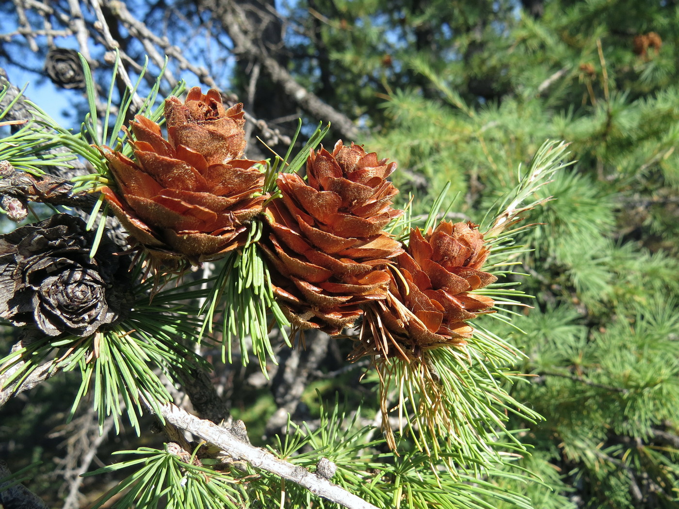 Изображение особи Larix sukaczewii.