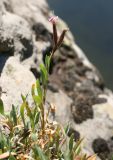 Saponaria stranjensis