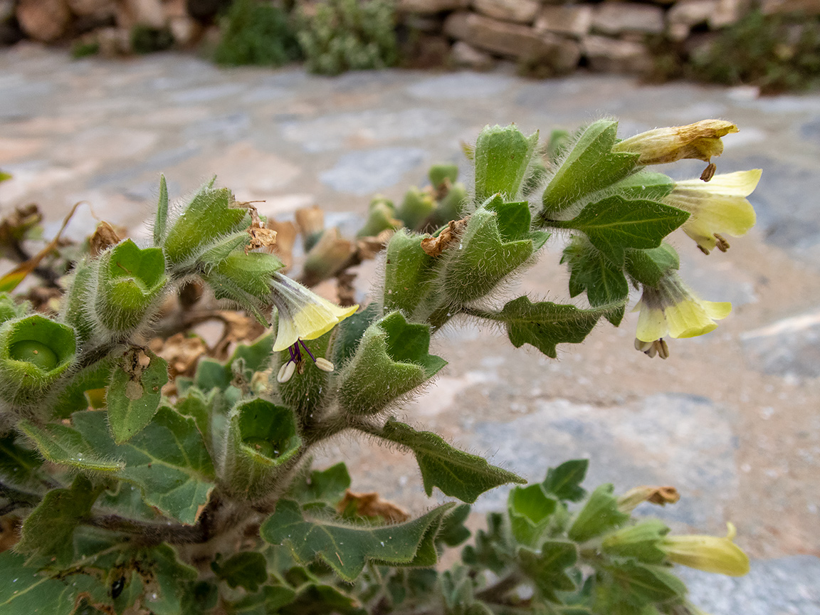 Изображение особи Hyoscyamus albus.