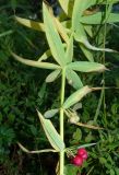 Polygonatum verticillatum