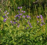 Campanula trachelium