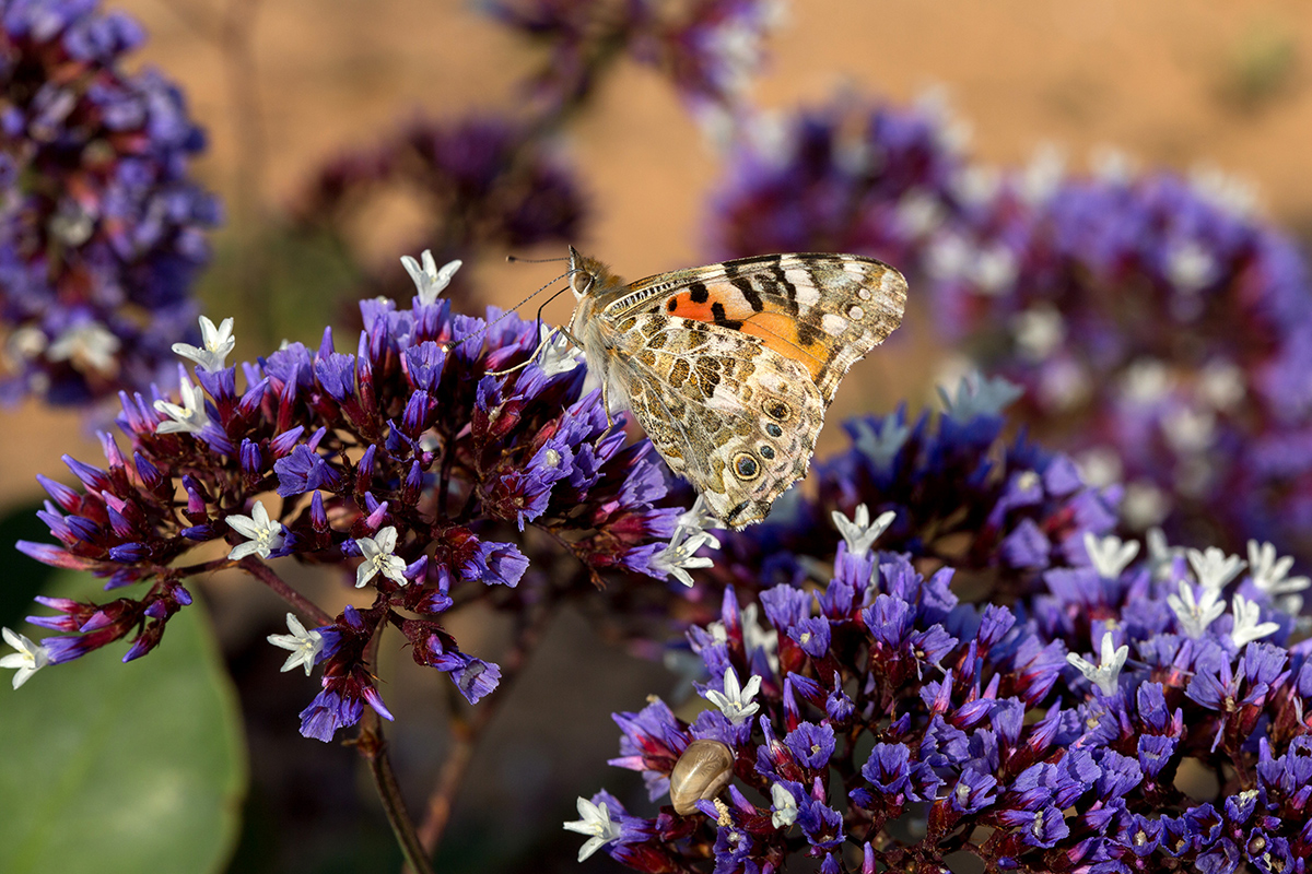 Изображение особи Limonium perezii.