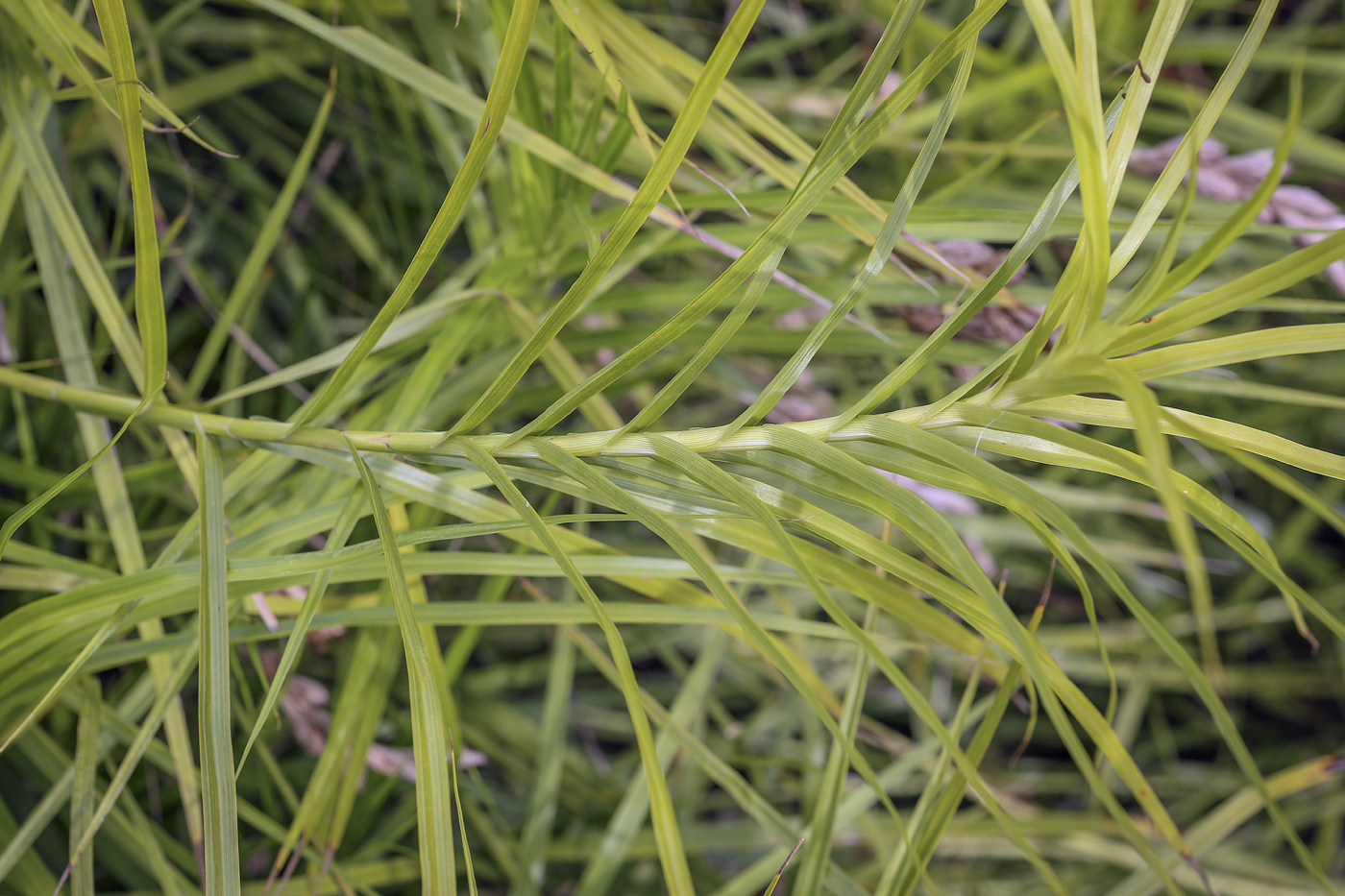 Image of Carex muskingumensis specimen.