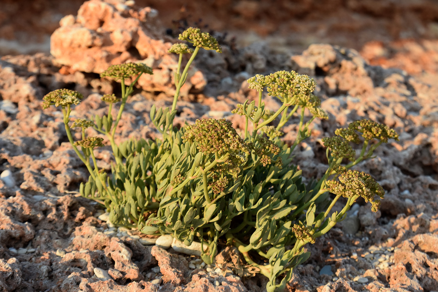 Image of Crithmum maritimum specimen.