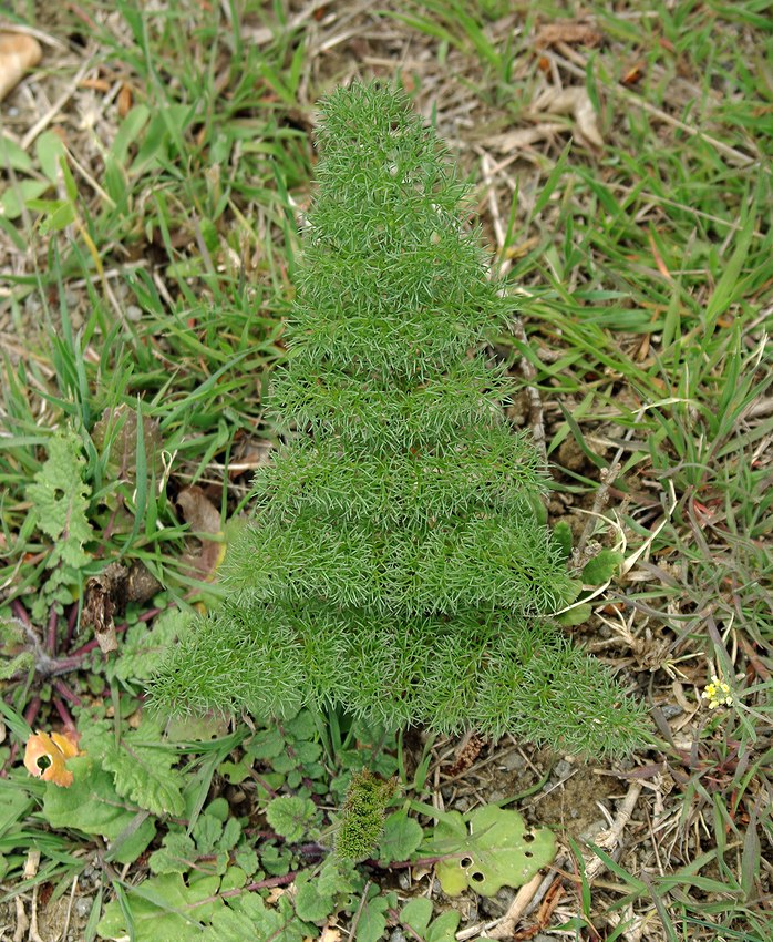 Image of Prangos ferulacea specimen.