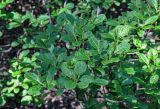 Salix vestita
