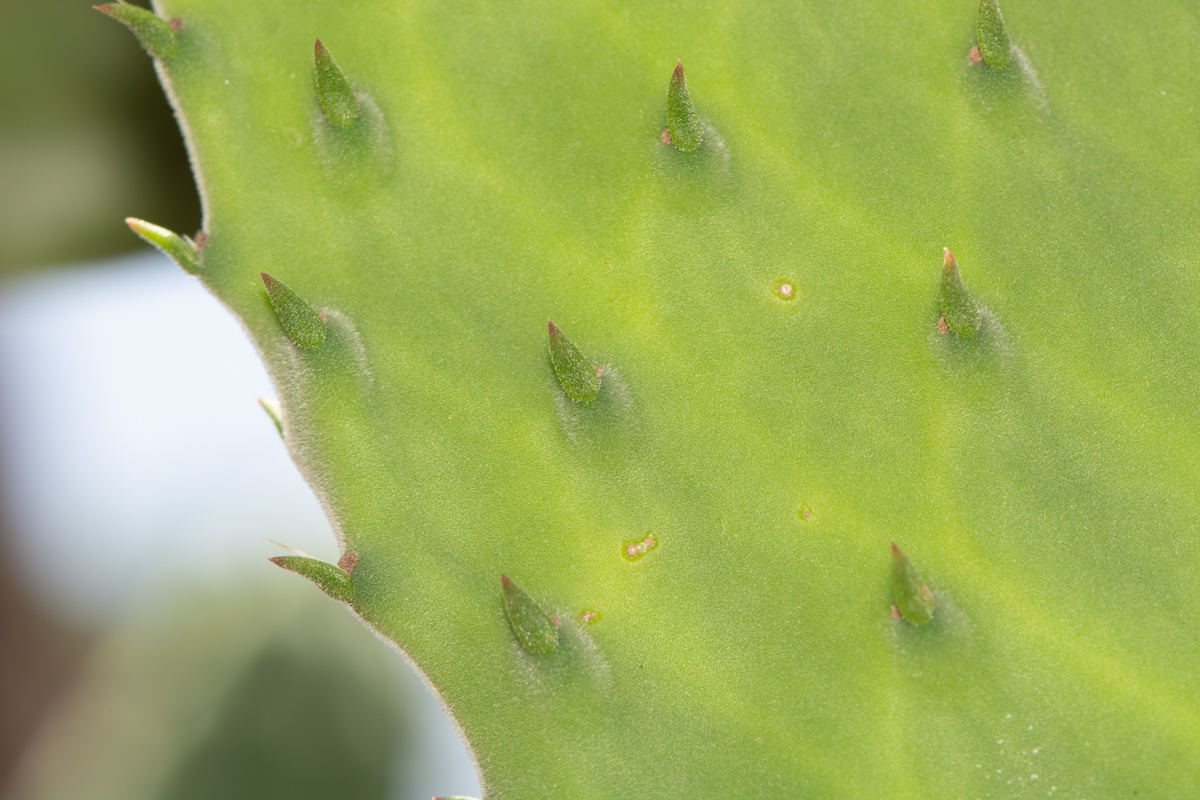 Image of Opuntia tomentosa specimen.
