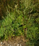 Artemisia vulgaris