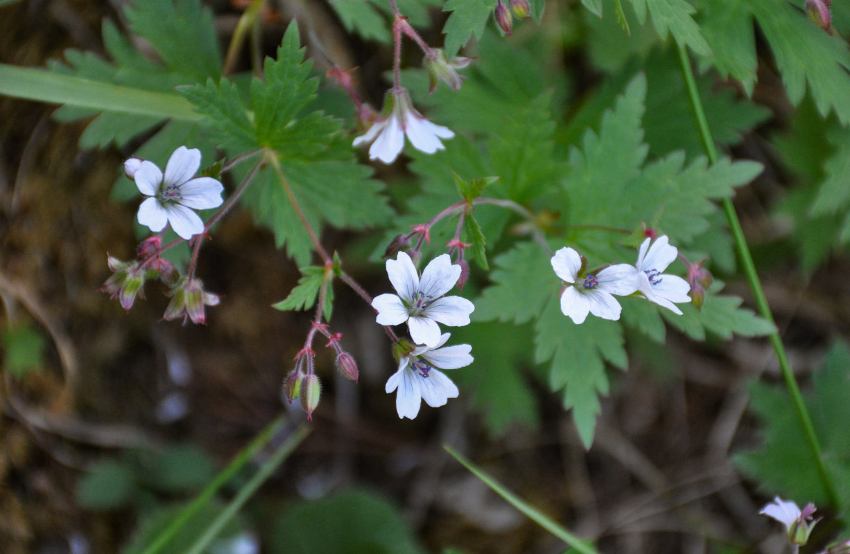 Изображение особи Geranium krylovii.