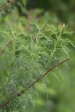 Artemisia abrotanum