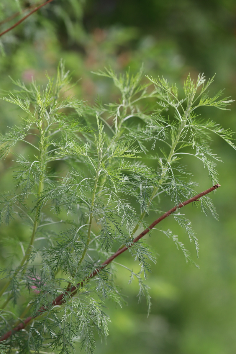 Изображение особи Artemisia abrotanum.