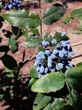 Mahonia aquifolium