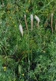 Plantago media