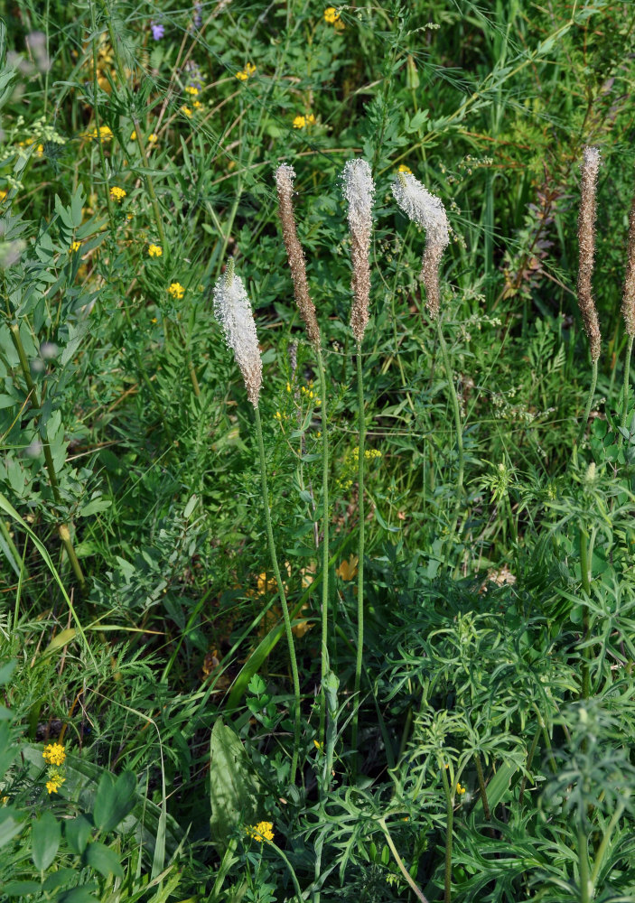 Изображение особи Plantago media.