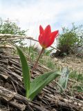 genus Tulipa. Цветущее растение. Южный Казахстан, Таласский Алатау, запов. \"Аксу-Джабаглы\", ущ. Кши-Каинды, мелкозёмный склон вост. экспозиции над водопадом Кши-Каинды, ≈ 1800 м н.у.м. (справа - лист Tulipa greigii). 18 апреля 2022 г.