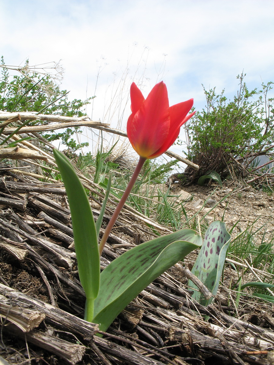 Image of genus Tulipa specimen.