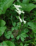 genus Corydalis. Цветущее растение в лесу. Азербайджан, Губинский р-н, ущелье р. Кудиалчай. 21.04.2010.