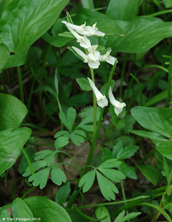 Image of genus Corydalis specimen.