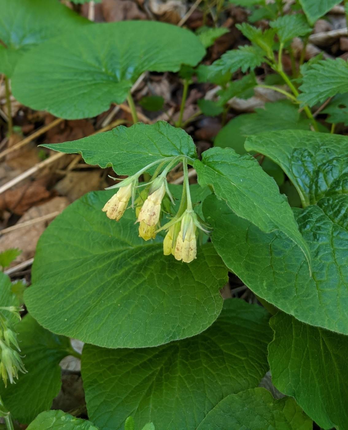 Image of Symphytum tuberosum specimen.