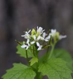 Alliaria petiolata