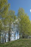 Betula pendula. Роща цветущих деревьев с молодой листвой. Псковская обл., Невельский р-н, окраина дер. Шеляково, холм городища, бровка склона сев. экспозиции. 09.05.2022.